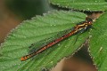 JC190342 Pyrrhosoma nymphula stacked